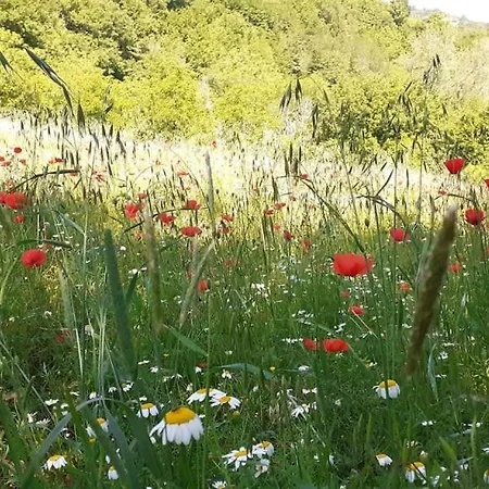 Apartment Il Loppo, Your In The Woods Spello
